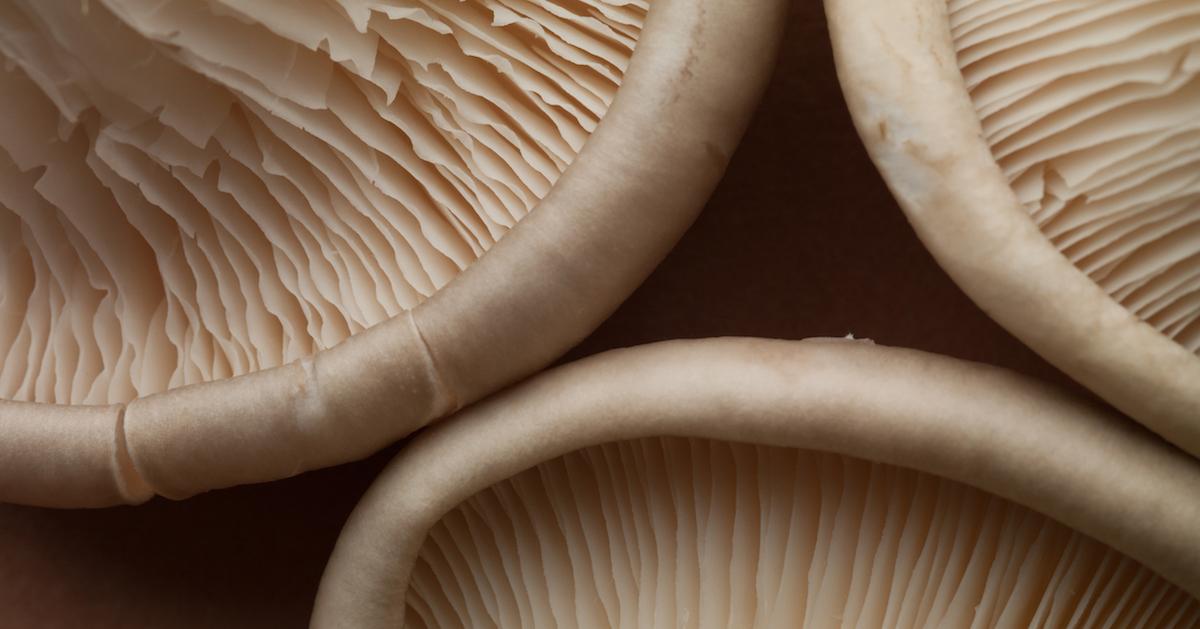 Closeup of three mushroom caps