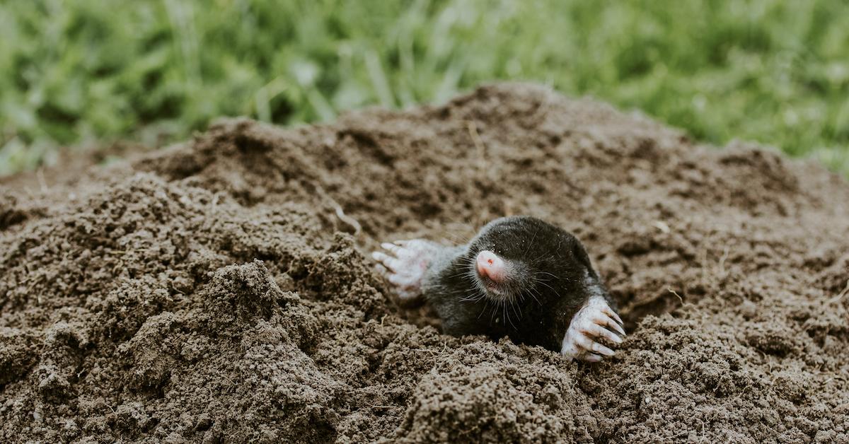 How to Catch and Kill Moles In Your Yard Using the Tomcat® Mole