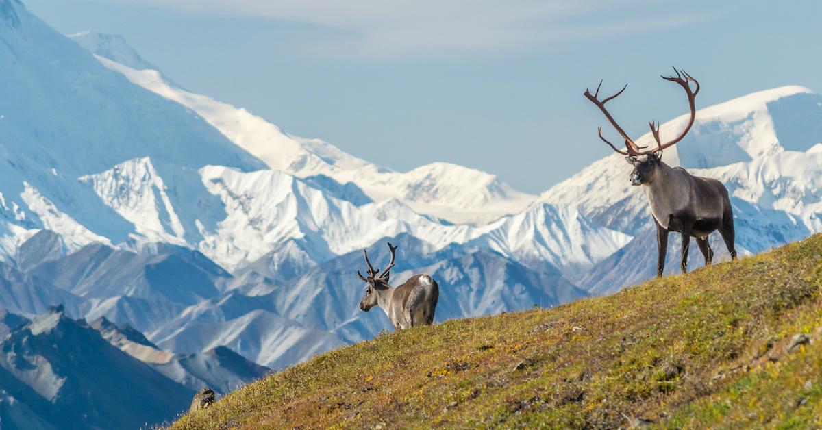 arctic wildlife refuge