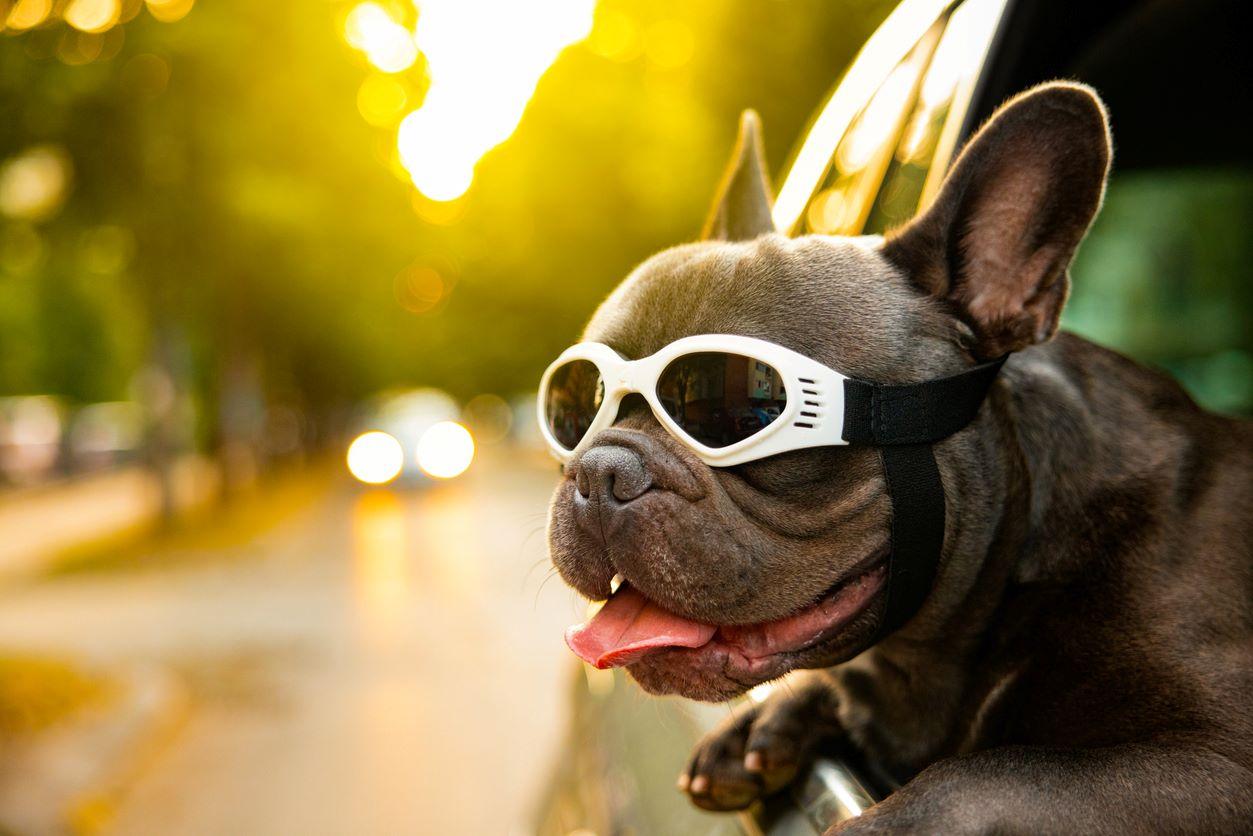 French Bulldog sticking out his tongue during car ride