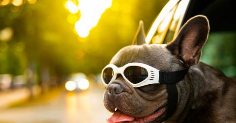 French Bulldog sticking out his tongue during car ride
