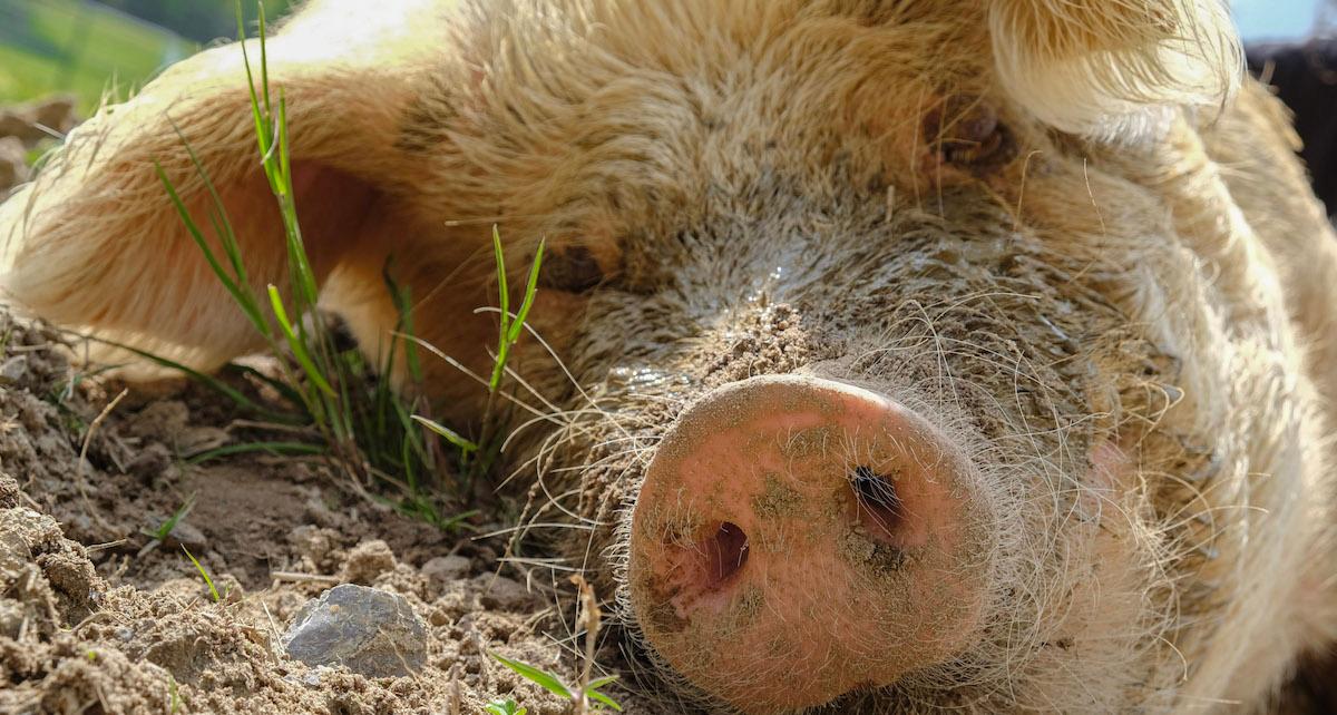 Pig at The Gentle Barn