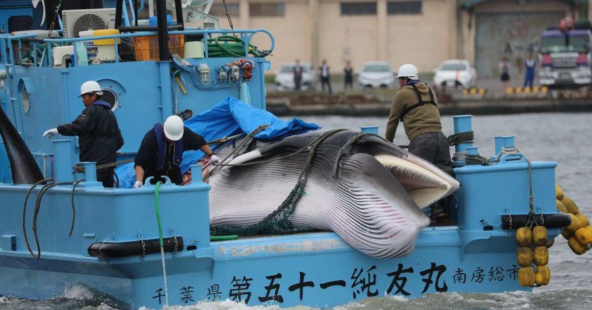 Japan's first commercial hunt after leaving the International Whaling Commission in 2019. (Cover Image Source: Environmental Investigation Agency)