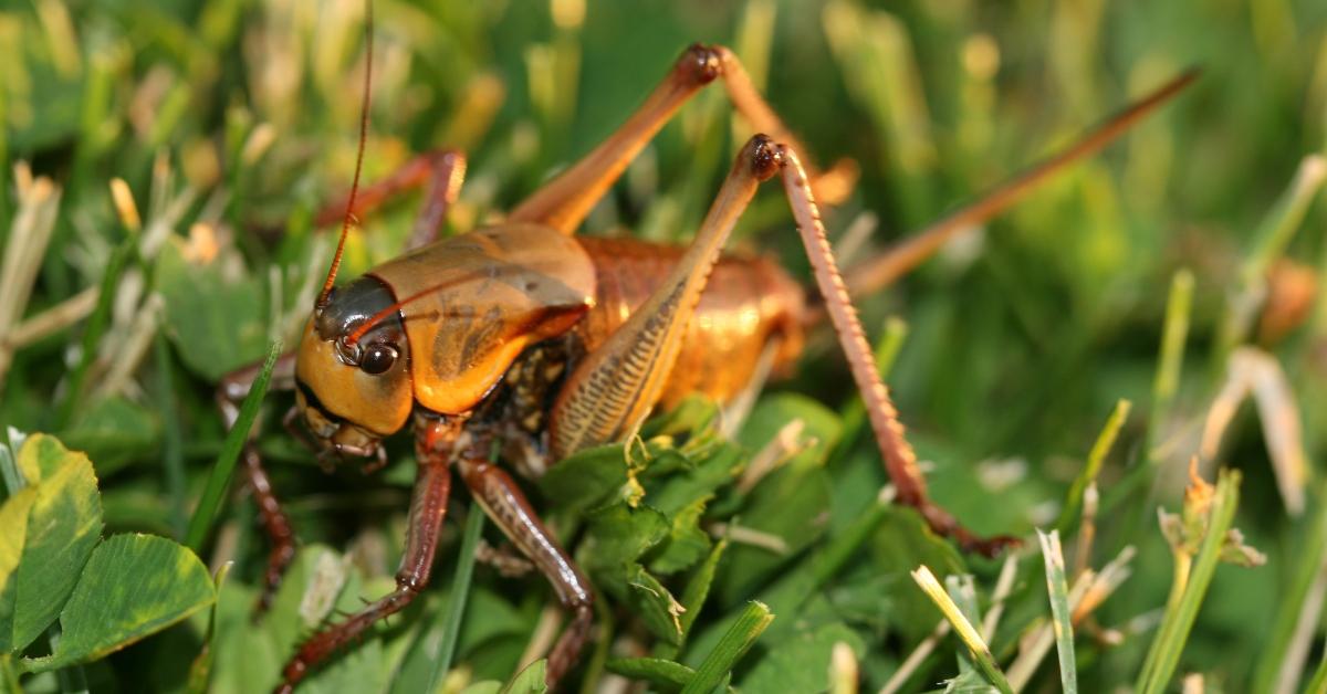 A Mormon cricket. 