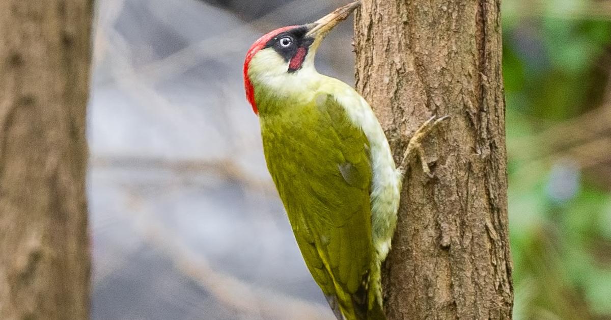 A European green woodpecker perches on a branch at Belgrade Forest in Istanbul, Turkiye 