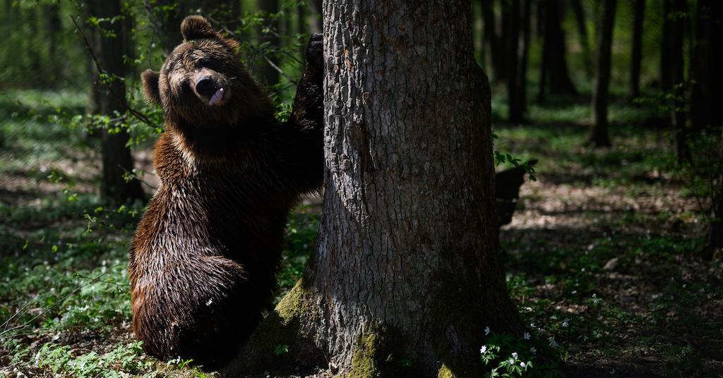 The Reintroduction Of Brown Bears And Wolves To Europe Is Monumental