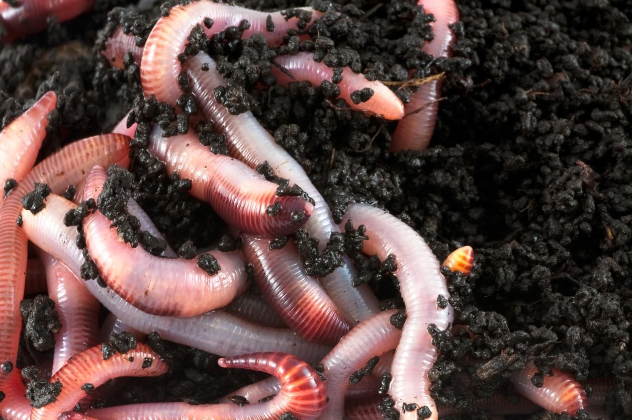 how to start a worm farm red wigglers