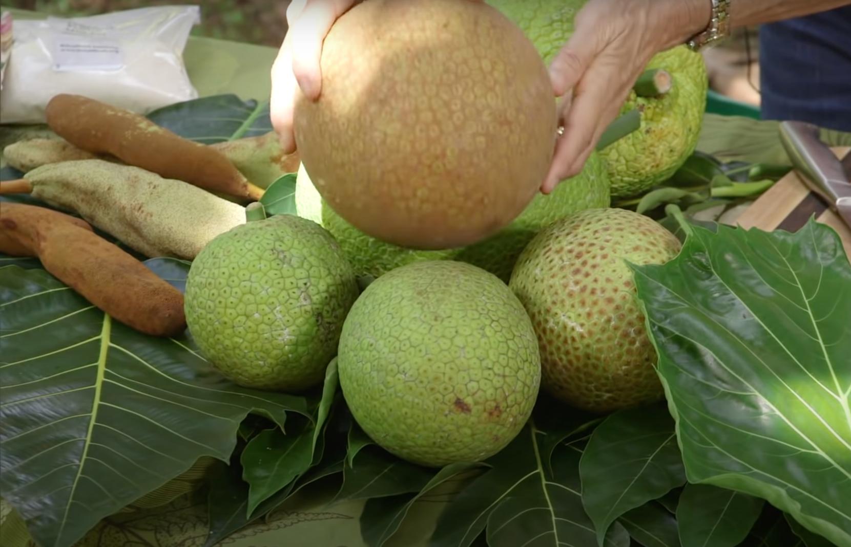 Various breadfruits of different sizes and stages of ripeness are stacked next to one another atop green leaves.