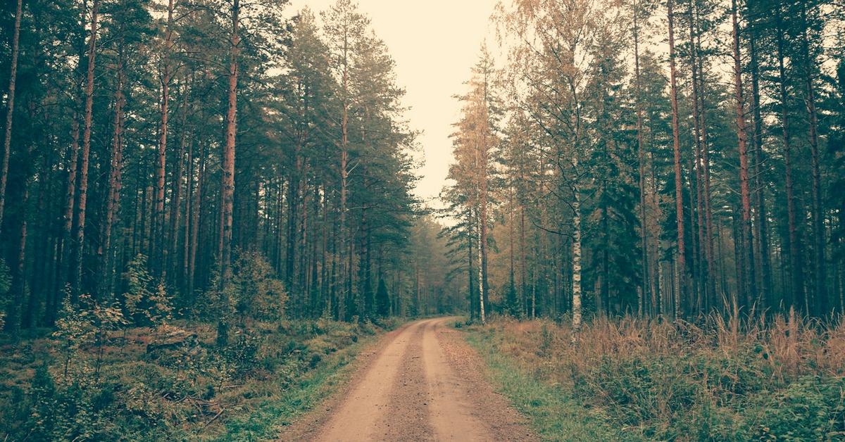 IKEA Buys Forest in Alabama for Ethically Sourced Timber