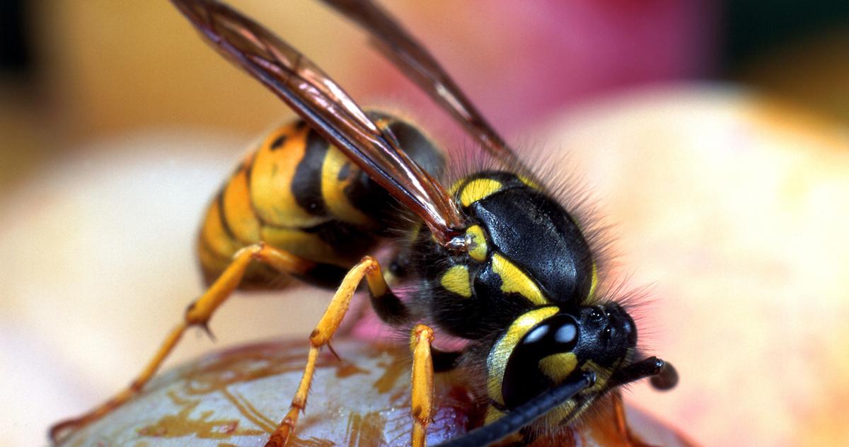 how to get rid of wasps naturally